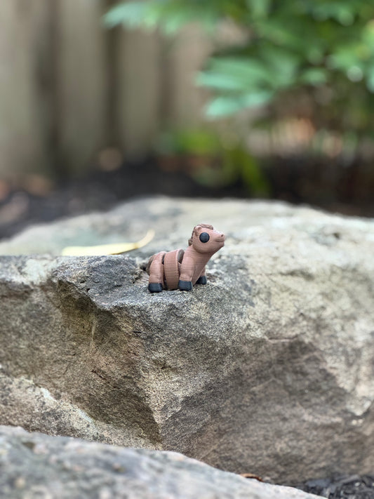 Baby horse